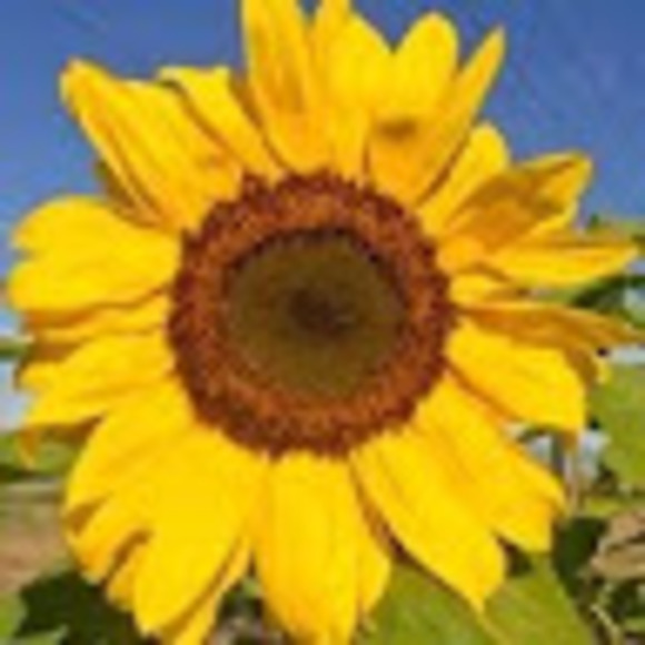 Meet your Posher, Heidi - Picture 1 of 1